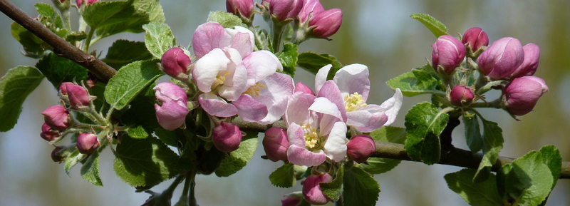 Blühender Apfelbaum